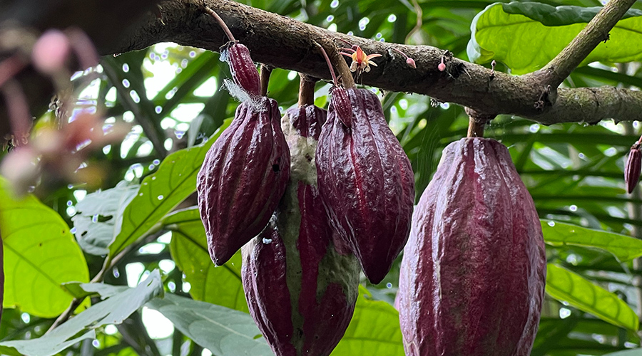Foto von Kakaobohnen auf einer Plantage in São Tomé