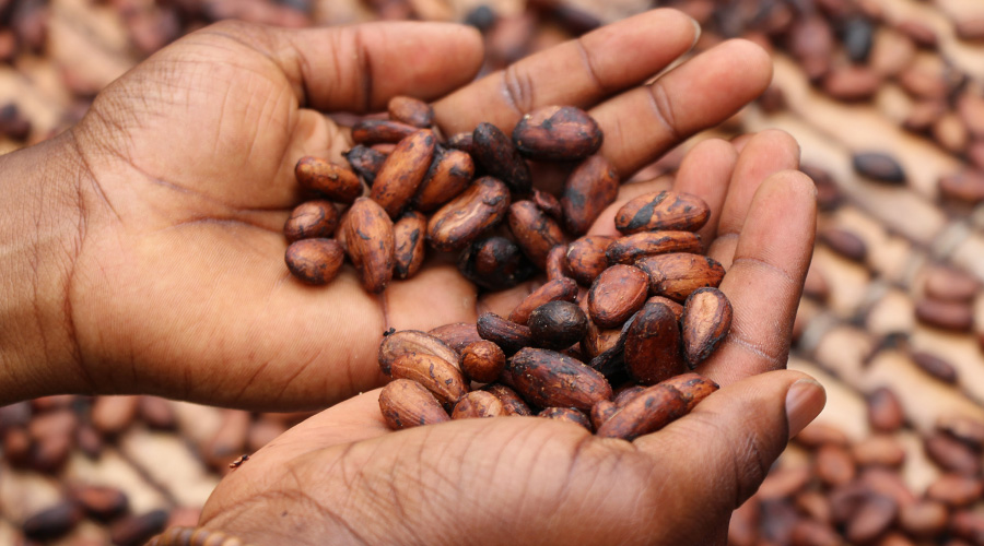 Foto von Kakaobohnen während der Trockung